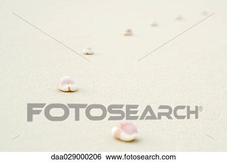 Seashells lined up on sand, close-up View Large Photo Image Stock Photograph - Seashells lined up on sand, close-up. Fotosearch