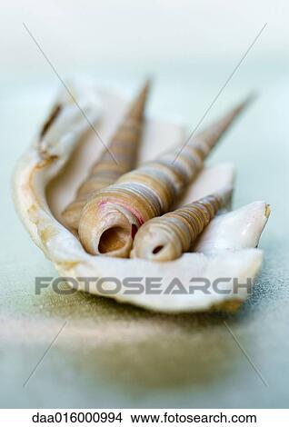 Seashells View Large Photo Image Picture - Seashells. Fotosearch