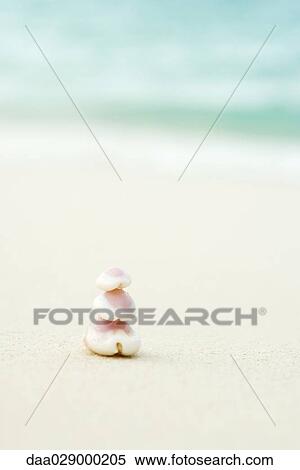 Seashells stacked at the beach, close-up View Large Photo Image Stock Photography - Seashells stacked at the beach, close-up. Fotosearch