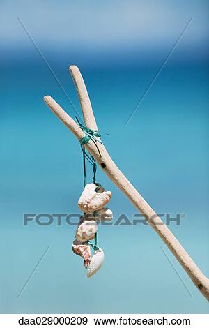 Seashells tied to stick, close-up View Large Photo Image Stock Photo - Seashells tied to stick, close-up. Fotosearch