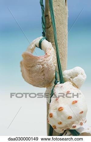 Seashells tied to stick, close-up View Large Photo Image Stock Photo - Seashells tied to stick, close-up. Fotosearch