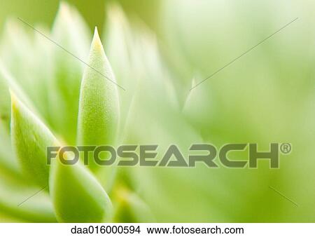 Sedum View Large Photo Image Picture - Sedum. Fotosearch