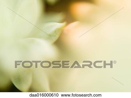 Sedum, soft focus View Large Photo Image Stock Image - Sedum, soft focus. Fotosearch