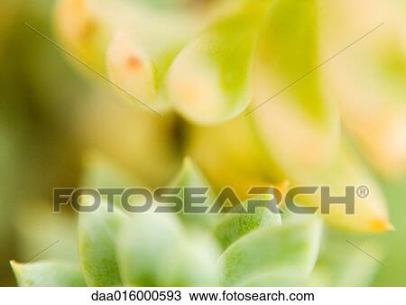 Sedum View Large Photo Image Stock Image - Sedum. Fotosearch