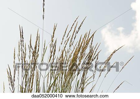 Stock Image - Seed head tops of tall grass against blue sky. Fotosearch