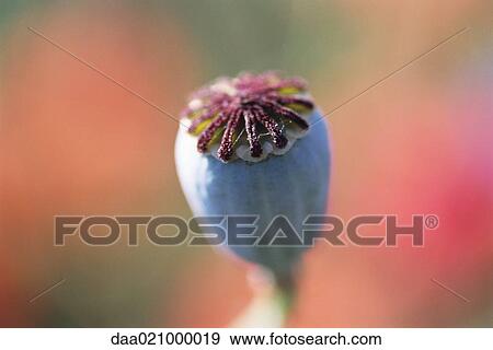Seed pod View Large Photo Image Stock Photo - Seed pod. Fotosearch