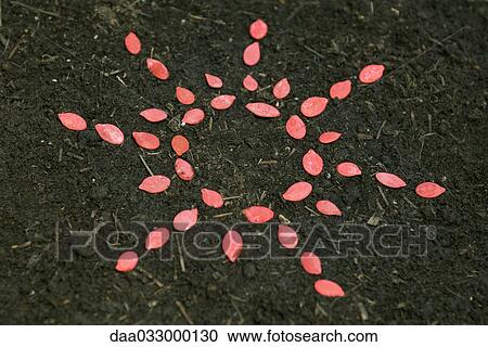 Seeds arranged in design, on soil View Large Photo Image Stock Image - Seeds arranged in design, on soil. Fotosearch