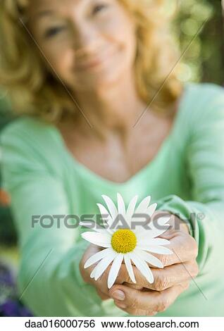 Senior woman holding out daisy View Large Photo Image Stock Photograph - Senior woman holding out daisy. Fotosearch