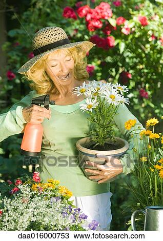 Senior woman holding pot of flowers View Large Photo Image Stock Image - Senior woman holding pot of flowers. Fotosearch