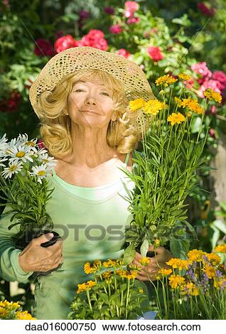 Senior woman holding unpotted flowers, looking at camera View Large Photo Image Stock Image - Senior woman holding unpotted flowers, looking at camera. Fotosearch