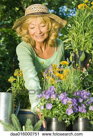 Senior woman reaching for pot of flowers View Large Photo Image Stock Image - Senior woman reaching for pot of flowers. Fotosearch