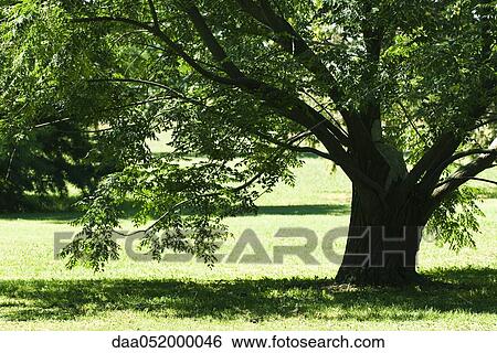 Shade tree View Large Photo Image Stock Photograph - Shade tree. Fotosearch