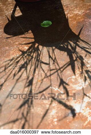 Shadow of bamboo stems in pitcher View Large Photo Image Stock Photo - Shadow of bamboo stems in pitcher. Fotosearch