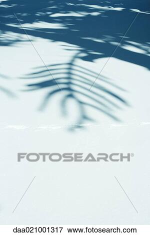 Shadow of monkey puzzle tree on surface of snow View Large Photo Image Stock Photo - Shadow of monkey puzzle tree on surface of snow. Fotosearch