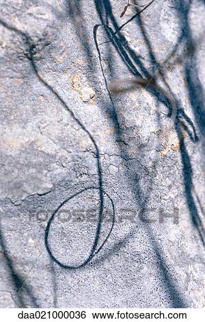 Shadow of vines on rock surface View Large Photo Image Stock Photograph - Shadow of vines on rock surface. Fotosearch