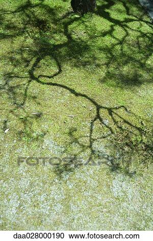 Stock Image - Shadows of tree branches on frosted grass. Fotosearch