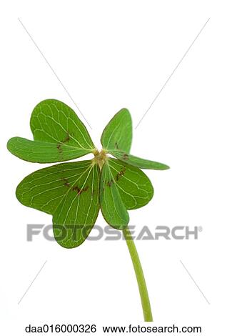 Stock Photograph - Shamrock, close-up. Fotosearch