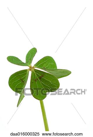 Shamrock, close-up View Large Photo Image Stock Photography - Shamrock, close-up. Fotosearch