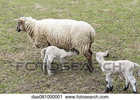 Sheep nursing its lambs View Large Photo Image Stock Image - Sheep nursing its lambs. Fotosearch
