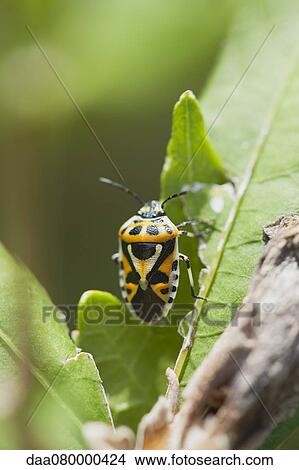 Shield bug crawling on leaf View Large Photo Image Picture - Shield bug crawling on leaf. Fotosearch