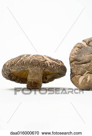 Shiitake mushroom View Large Photo Image Stock Image - Shiitake mushroom. Fotosearch