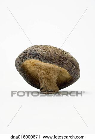 Shiitake mushroom View Large Photo Image Stock Image - Shiitake mushroom. Fotosearch
