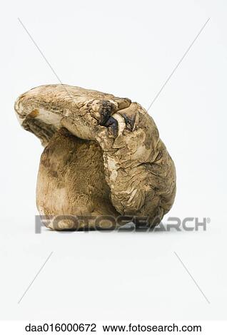 Shiitake mushroom View Large Photo Image Stock Image - Shiitake mushroom. Fotosearch