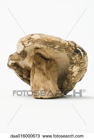 Stock Image - Shiitake mushroom. Fotosearch