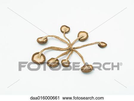 Shimeji mushrooms View Large Photo Image Stock Image - Shimeji mushrooms. Fotosearch