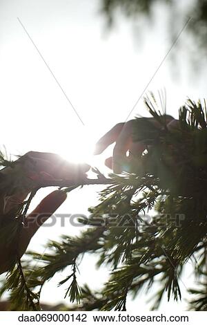 Silhouette of tree branches View Large Photo Image Stock Image - Silhouette of tree branches. Fotosearch
