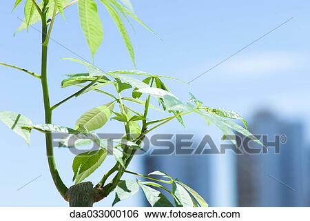 Stock Photograph - Silk floss tree (Chorisia speciosa), cropped side view. Fotosearch