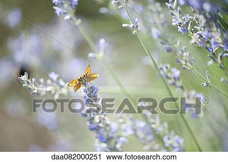 Skipper butterfly on lavender flowers View Large Photo Image Stock Image - Skipper butterfly on lavender flowers. Fotosearch