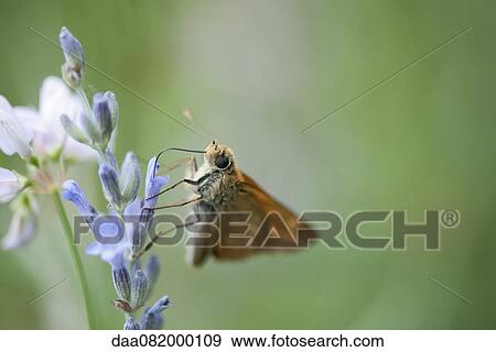 Stock Photo - Skipper butterfly on lavender flowers. Fotosearch