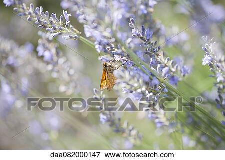 Skipper butterfly on lavender flowers View Large Photo Image Stock Photo - Skipper butterfly on lavender flowers. Fotosearch