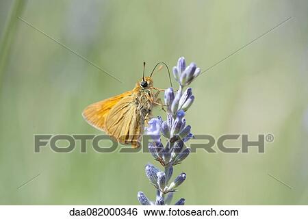 Stock Photograph - Skipper butterfly on lavender flowers. Fotosearch