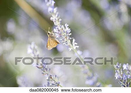 Skipper butterfly on lavender flowers View Large Photo Image Stock Photography - Skipper butterfly on lavender flowers. Fotosearch