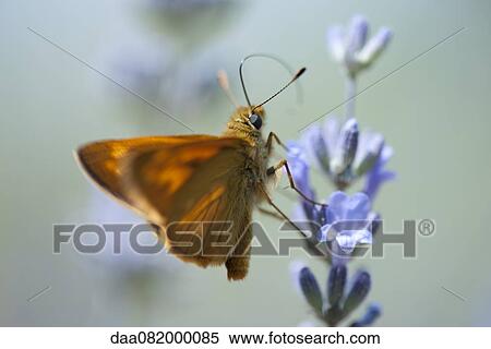 Skipper butterfly on lavender flowers View Large Photo Image Stock Photography - Skipper butterfly on lavender flowers. Fotosearch