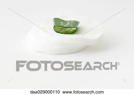 Slice of aloe vera leaf on cotton cosmetic pad View Large Photo Image Stock Image - Slice of aloe vera leaf on cotton cosmetic pad. Fotosearch