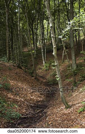 Small stream running through woods View Large Photo Image Picture - Small stream running through woods. Fotosearch