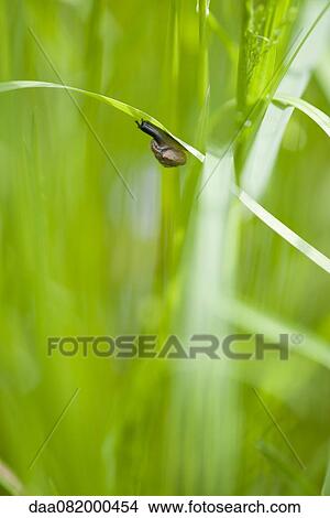 Picture - Snail crawling on leaf. Fotosearch