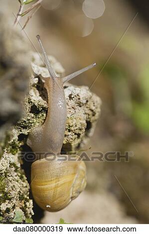 Snail crawling on rock View Large Photo Image Stock Photo - Snail crawling on rock. Fotosearch