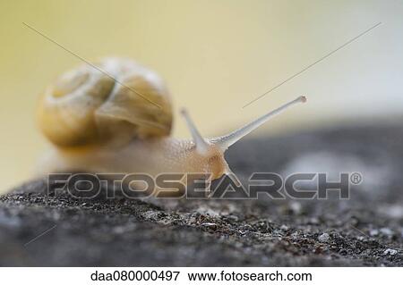 Snail crawling on rock View Large Photo Image Stock Photo - Snail crawling on rock. Fotosearch