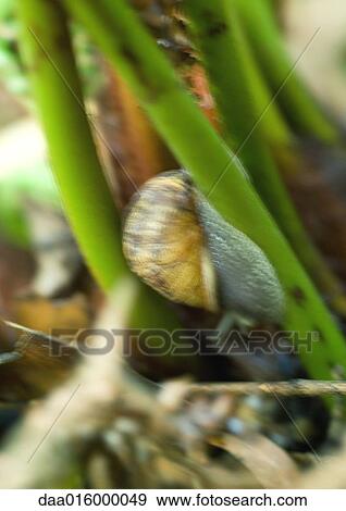Snail crawling up plant stalk View Large Photo Image Stock Photo - Snail crawling up plant stalk. Fotosearch