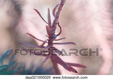 Snail on branch View Large Photo Image Stock Photo - Snail on branch. Fotosearch