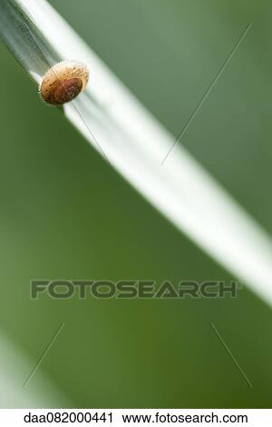 Stock Image - Snail on edge of leaf. Fotosearch