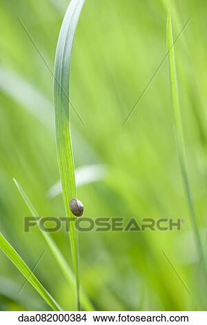 Picture - Snail on leaf. Fotosearch