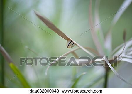 Stock Image - Snail on leaf. Fotosearch