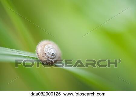 Snail on leaf View Large Photo Image Stock Photograph - Snail on leaf. Fotosearch