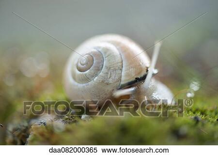 Stock Photography - Snail. Fotosearch