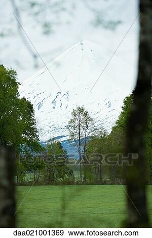 Snow-capped mountain seen through vegetation in foreground View Large Photo Image Stock Photo - Snow-capped mountain seen through vegetation in foreground. Fotosearch